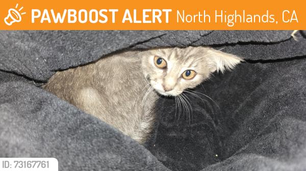 Found/Stray Female Cat last seen Hillsdale, North Highlands, CA 95660