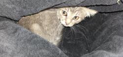 Found/Stray Female Cat last seen Hillsdale, North Highlands, CA 95660