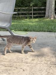 Found/Stray Male Cat last seen Bentcreek Drive and Lebanon Road, Loveland, OH 45140