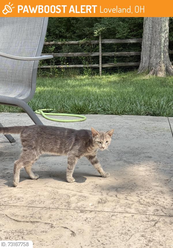 Found/Stray Male Cat last seen Bentcreek Drive and Lebanon Road, Loveland, OH 45140