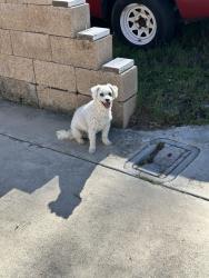 Lost Female Dog last seen Jefferies Ranch rd/76, Oceanside, CA 92057