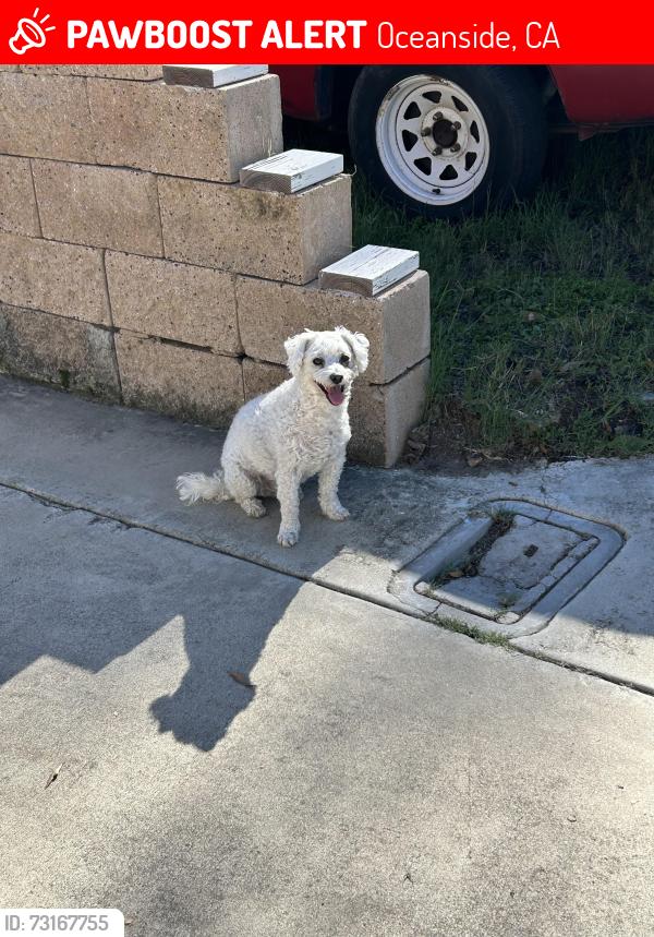 Lost Female Dog last seen Jefferies Ranch rd/76, Oceanside, CA 92057