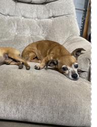 Lost Female Dog last seen Near e key blvd, Midwest City, OK 73110