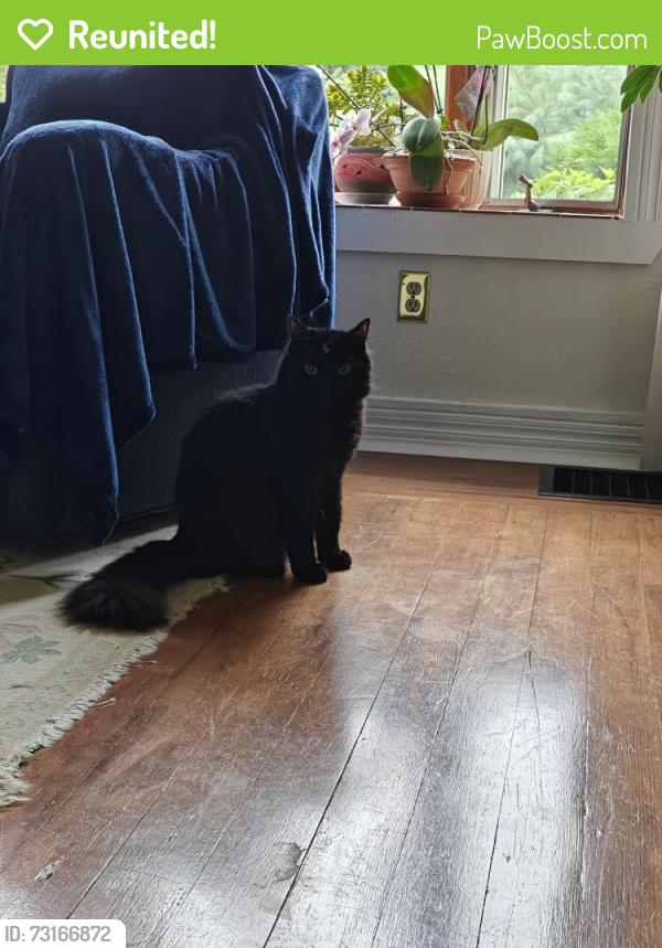 Reunited Male Cat last seen West Center St, Southington, CT, Southington, CT 06489