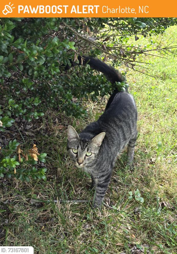 Found/Stray Unknown Cat last seen Timbercrest, blue heron drive, Charlotte, NC 28226
