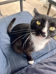 Found/Stray Male Cat last seen Academy Ave & Vincent Ave, Cincinnati, OH 45205