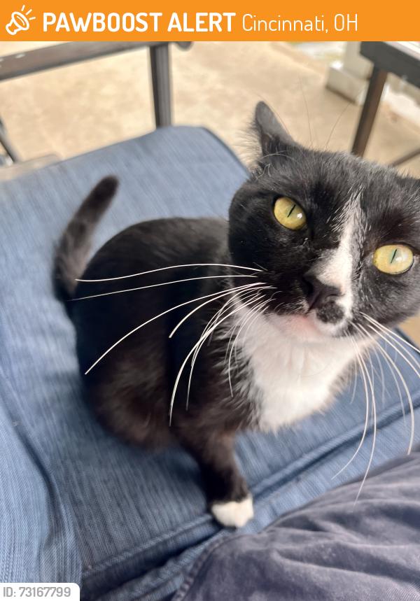 Found/Stray Male Cat last seen Academy Ave & Vincent Ave, Cincinnati, OH 45205