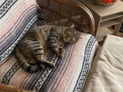Lost Male Cat last seen Fasset Street, Oak Street, Toledo, OH 43605