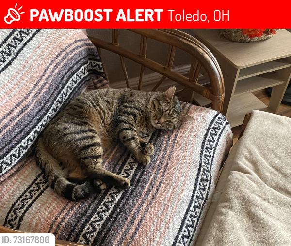 Lost Male Cat last seen Fasset Street, Oak Street, Toledo, OH 43605