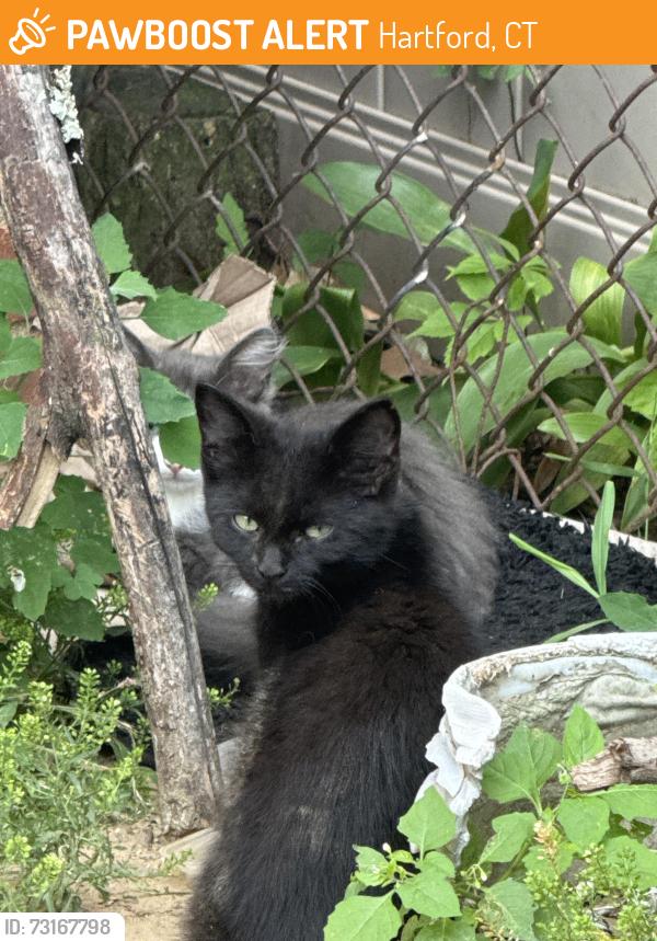 Found/Stray Unknown Cat last seen Gillette Street, Hartford, CT 06105