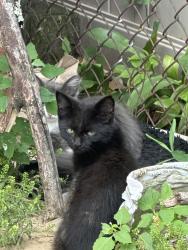 Found/Stray Unknown Cat last seen Gillette Street, Hartford, CT 06105