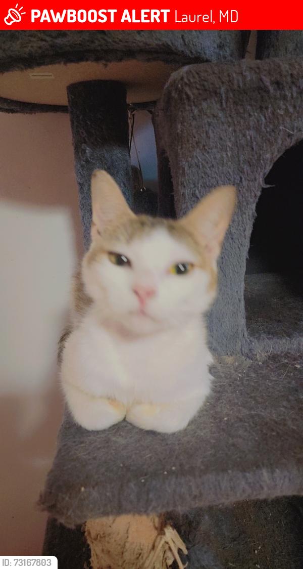 Lost Female Cat last seen Snowden Pond rd, Laurel, MD 20708