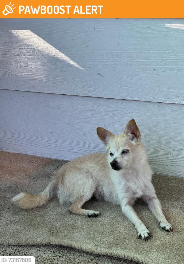 Found/Stray Female Dog last seen Akumall Calle Dickinson tx, Galveston County, TX 77539