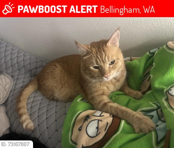Lost Male Cat last seen Darby lane/ palisade way, Bellingham, WA 98226