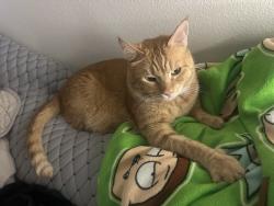 Lost Male Cat last seen Darby lane/ palisade way, Bellingham, WA 98226