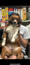 Lost Female Dog last seen Airport road, Dalton, GA 30721