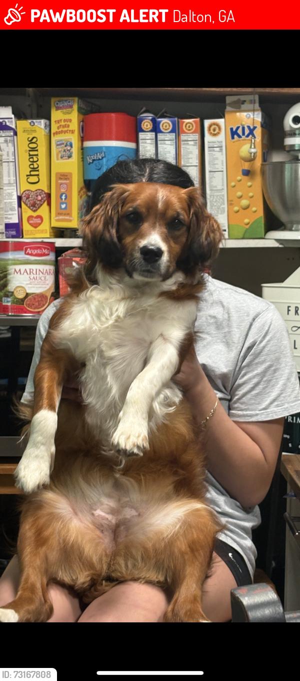 Lost Female Dog last seen Airport road, Dalton, GA 30721