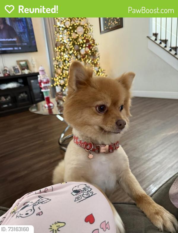 Reunited Female Dog last seen ANN RD AND REVERE ST, North Las Vegas, NV 89081