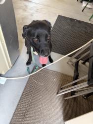 Found/Stray Female Dog last seen ashford court antioch ca, Antioch, CA 94531