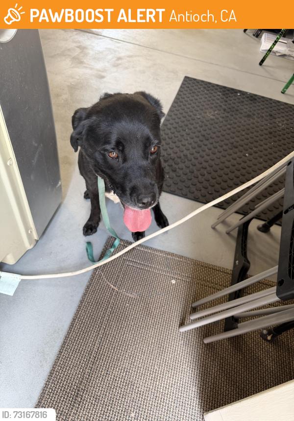 Found/Stray Female Dog last seen ashford court antioch ca, Antioch, CA 94531