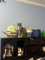 Lost Female Cat last seen Ryan St & Revere Street, Philadelphia, PA 19152
