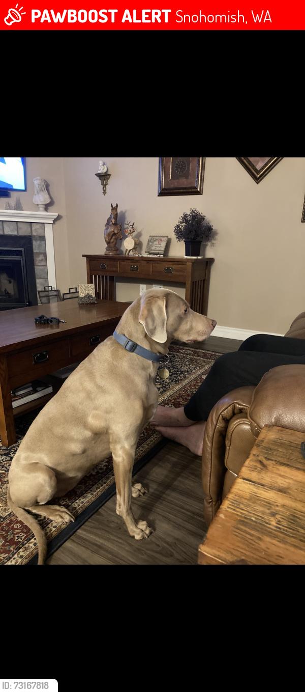 Lost Female Dog last seen Snohomish, Washington, Snohomish, WA 98290