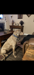 Lost Female Dog last seen Snohomish, Washington, Snohomish, WA 98290