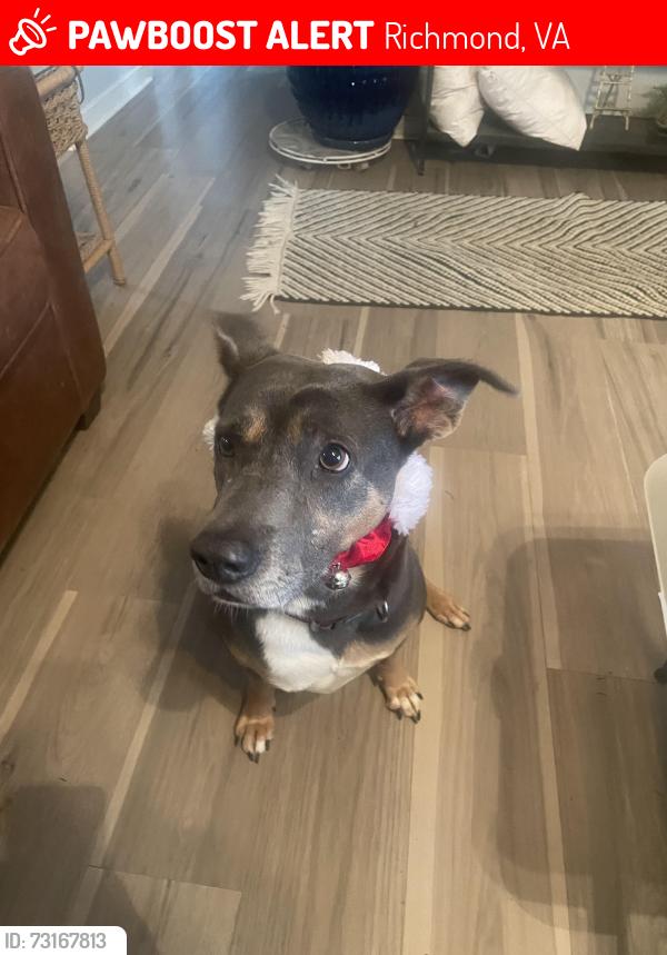 Lost Female Dog last seen Near Maryland Ave, Richmond, VA 23222