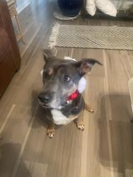 Lost Female Dog last seen Near Maryland Ave, Richmond, VA 23222
