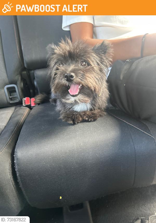 Found/Stray Female Dog last seen Near Pembroke Rd Hallandale Beach, FL 33009 United States, Hallandale Beach, FL 33009