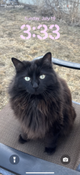 Lost Male Cat last seen 78th ave nw, Calgary, AB 