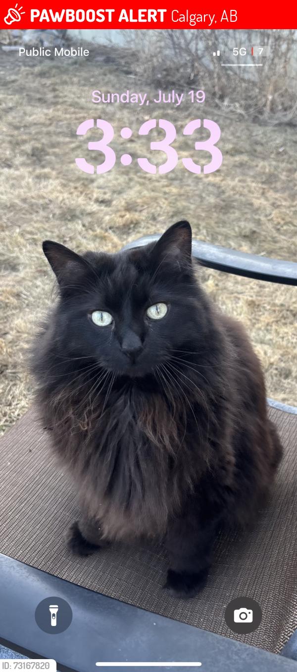 Lost Male Cat last seen 78th ave nw, Calgary, AB 