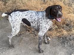Reunited Female Dog last seen riggin, Visalia, CA 93291