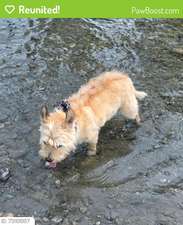 Reunited Male Dog last seen N 46th and Dayton, Seattle, WA 98103