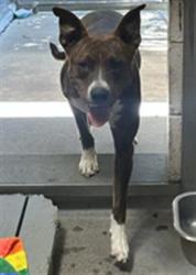 Shelter Stray Female Dog last seen N 16TH ST & A ST, 2127 Front St, Sacramento, CA 95818, USA
