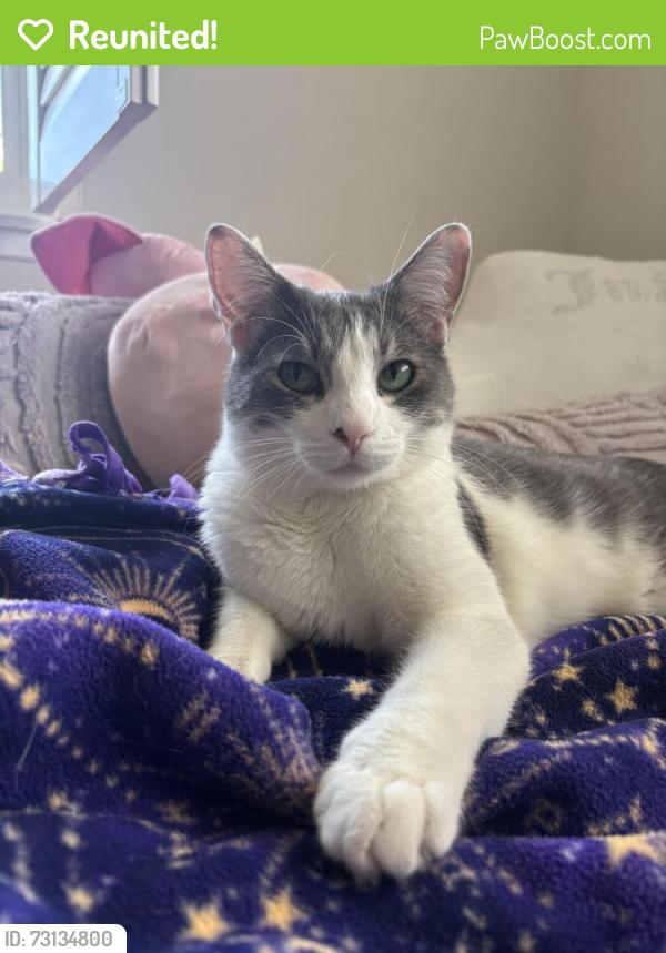 Reunited Male Cat last seen Etna ct and Crestview Dr, Carmichael, CA 95608