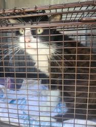 Shelter Stray Male Cat last seen Near BLOCK EDNA ST, 4710 TX-151, San Antonio, TX 78227, USA