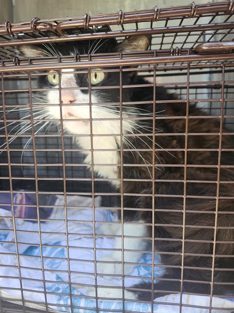 Shelter Stray Male Cat last seen Near BLOCK EDNA ST, 4710 TX-151, San Antonio, TX 78227, USA