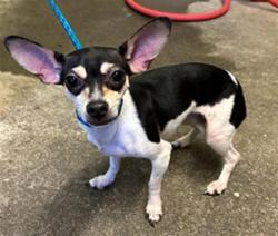 Shelter Stray Female Dog last seen E COMMERCE WAY & ARENA BLVD, 2127 Front St, Sacramento, CA 95818, USA