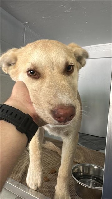 Shelter Stray Female Dog last seen N 16TH ST & A ST, 2127 Front St, Sacramento, CA 95818, USA