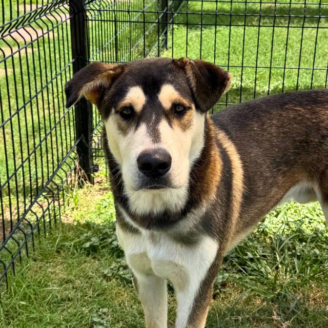 Shelter Stray Male Dog last seen Near BLOCK SLIGO ST, 4710 TX-151, San Antonio, TX 78227, USA