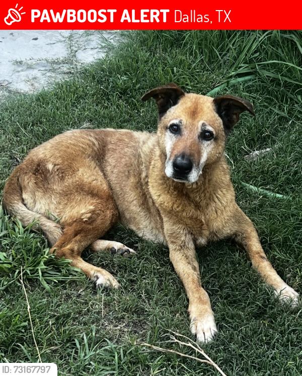 Lost Male Dog last seen Illinois and Kiest, Dallas, TX 75216