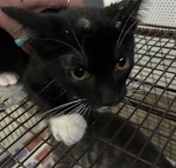 Shelter Stray Male Cat last seen , 4710 TX-151, San Antonio, TX 78227, USA