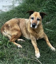 Lost Male Dog last seen Illinois and Kiest, Dallas, TX 75216