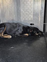 Shelter Stray Female Dog last seen Near BLOCK AARON, 4710 TX-151, San Antonio, TX 78227, USA