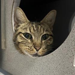 Shelter Stray Female Cat last seen Near BLOCK CREATH PL, 4710 TX-151, San Antonio, TX 78227, USA