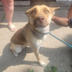 Shelter Stray Female Dog last seen Near BLOCK SENATOR ST, DETROIT, MI 48209, 7401 Chrysler Dr, Detroit, MI 48211, USA