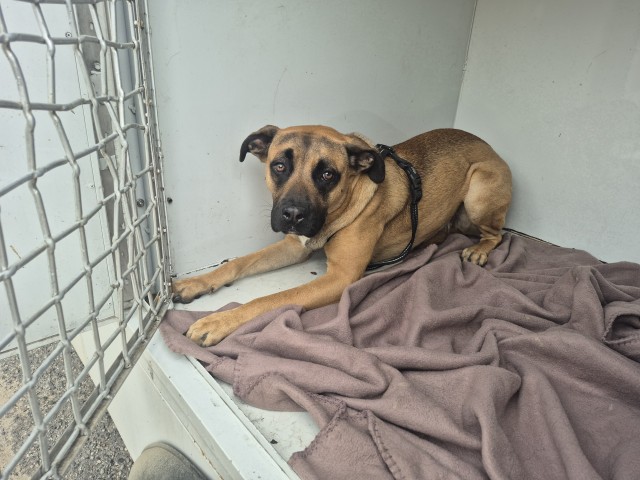 Shelter Stray Female Dog last seen Near BLOCK LAUDER ST, DETROIT, MI 48235, 7401 Chrysler Dr, Detroit, MI 48211, USA