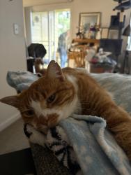 Lost Male Cat last seen Pacific Hwy and Beef Bend Road, Portland, OR 97224