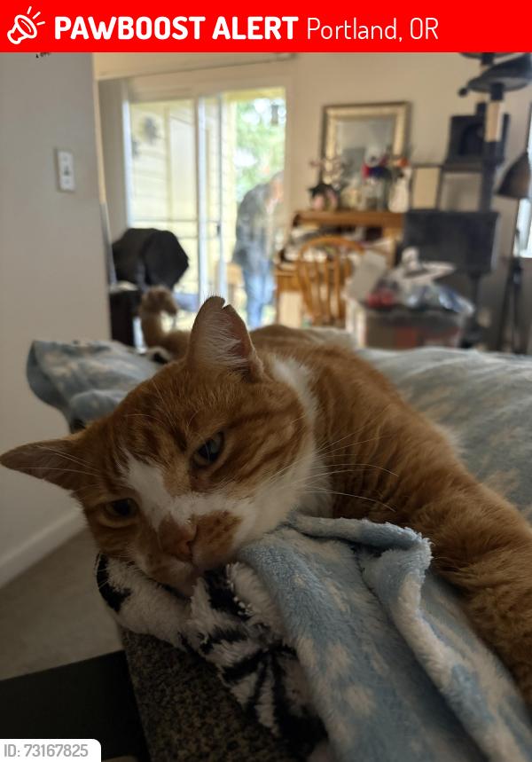 Lost Male Cat last seen Pacific Hwy and Beef Bend Road, Portland, OR 97224